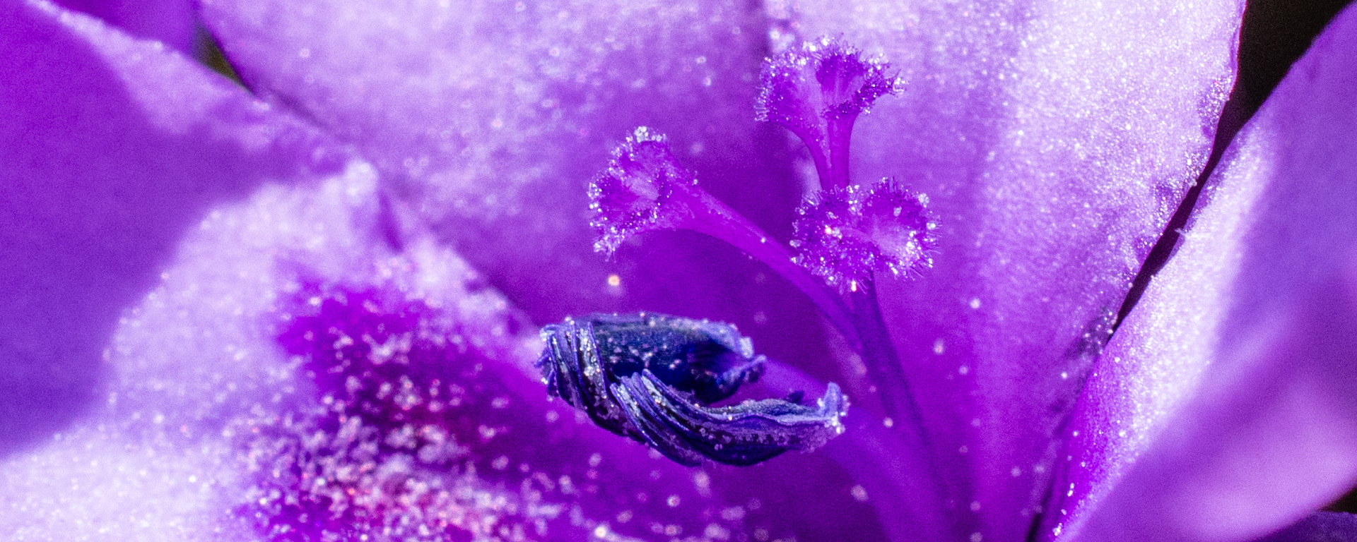 Babiana, anther, blue, bulb, close-up, flower, macro, pistil, purple, sparkle, stamen, stigma