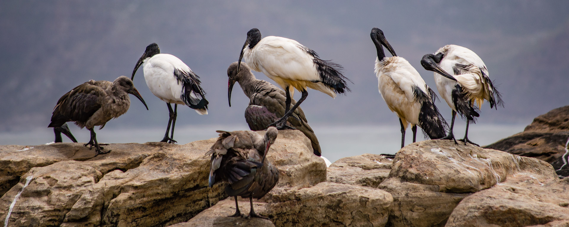Kommetjie, Long Beach, Sacred Ibis, bird, rock, telephoto