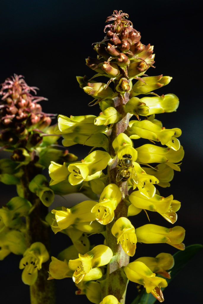 bee, erica, flower, insect, yellow