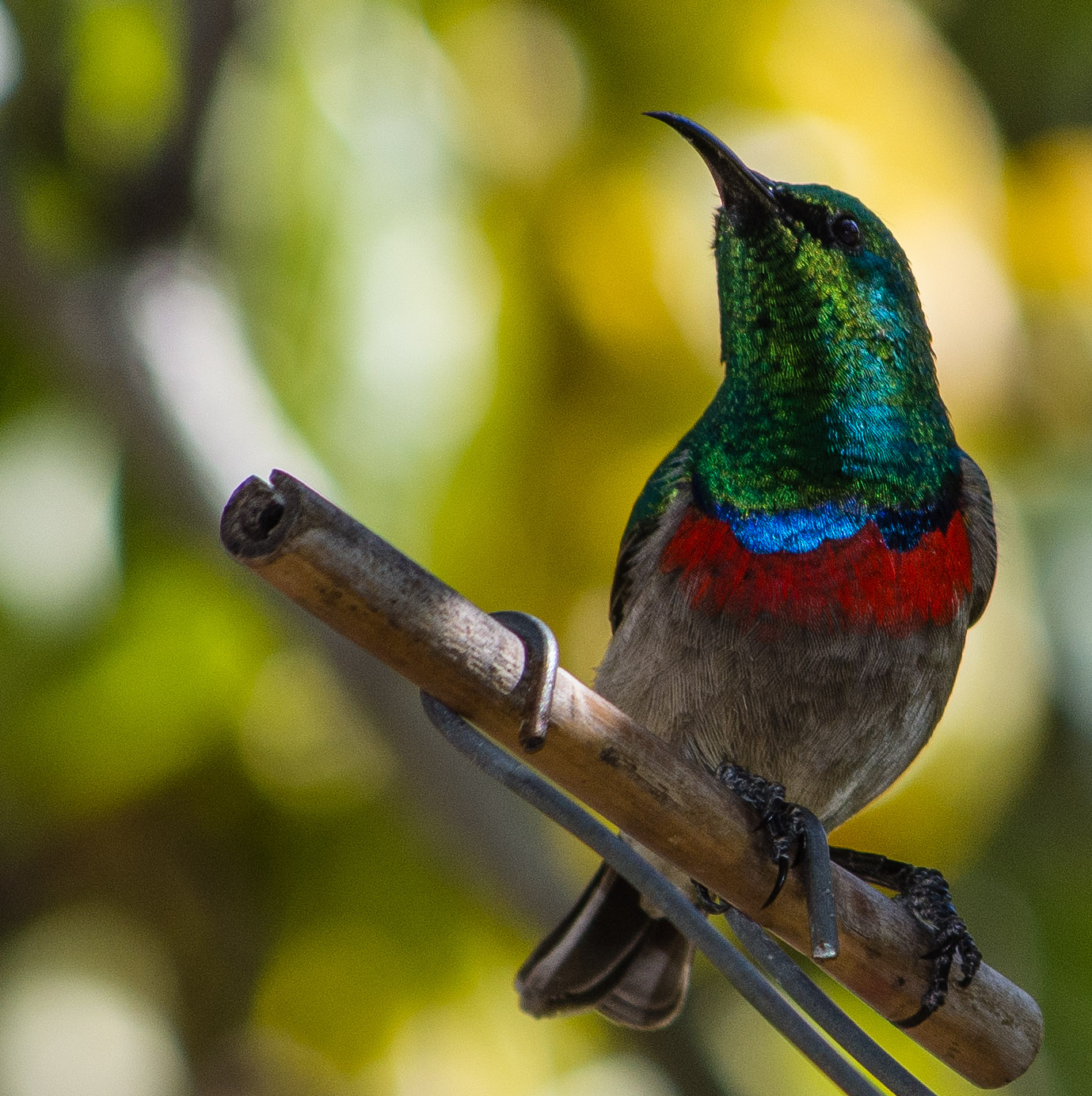 Southern double-collared sunbird, bird, male