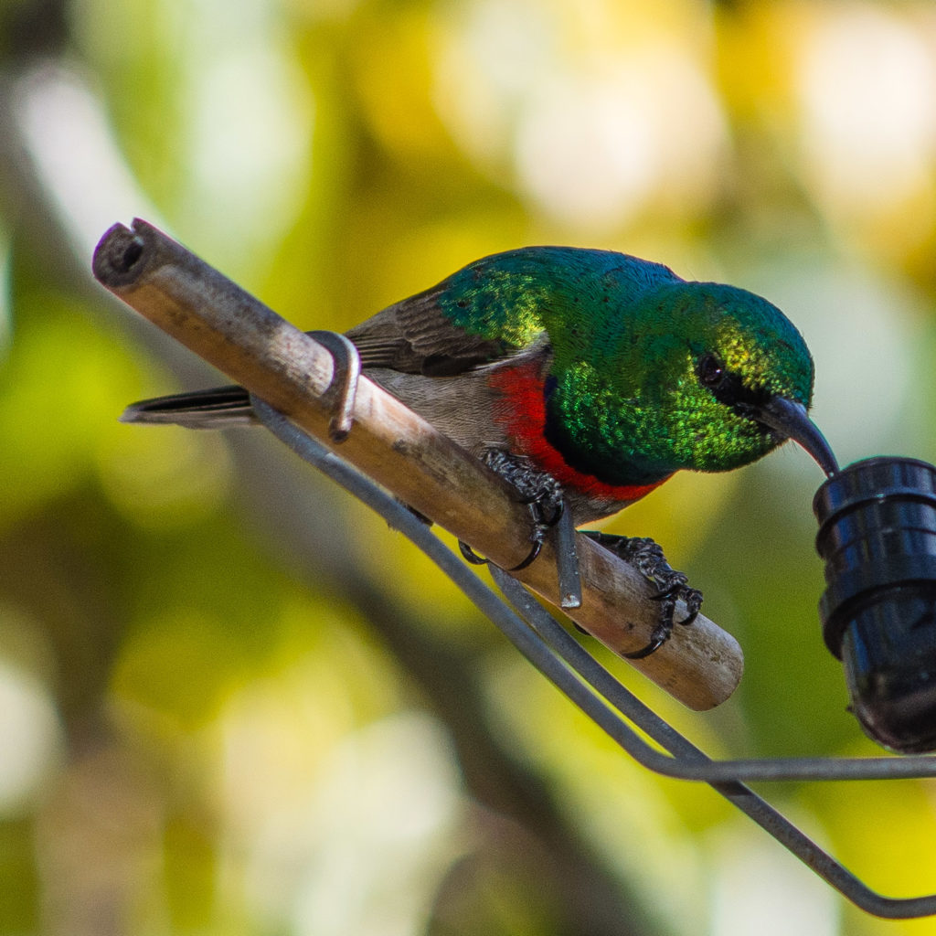 Southern double-collared sunbird, bird, male