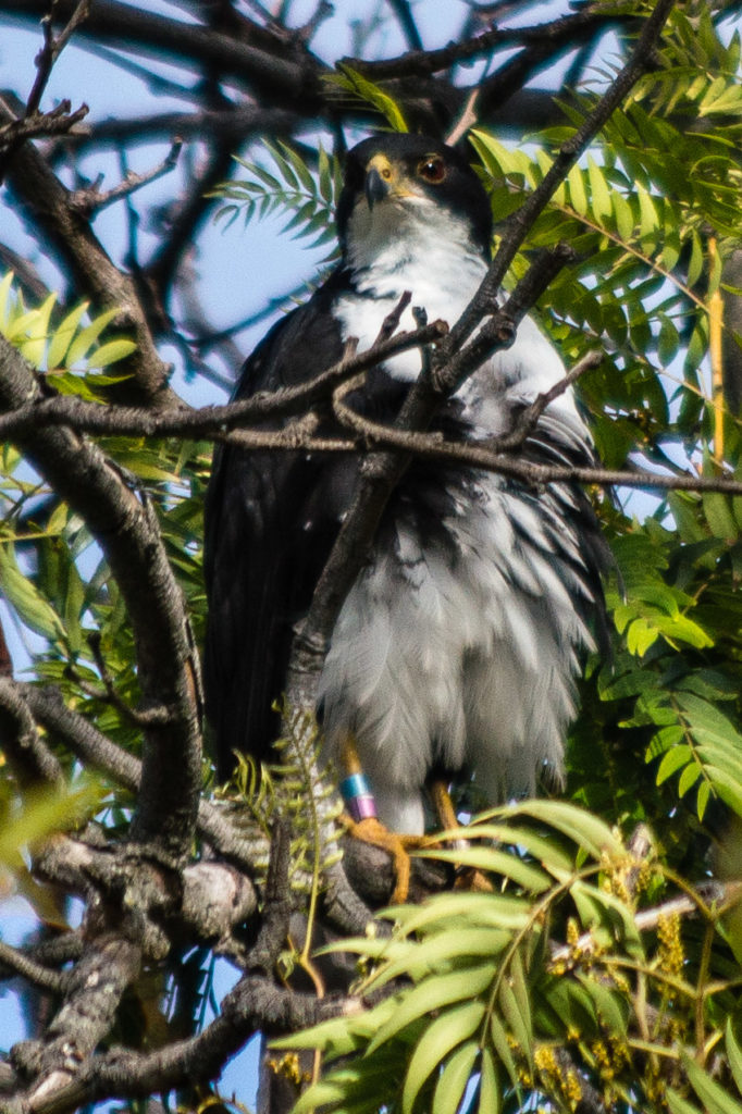 Black Sparrowhawk, bird, ringed