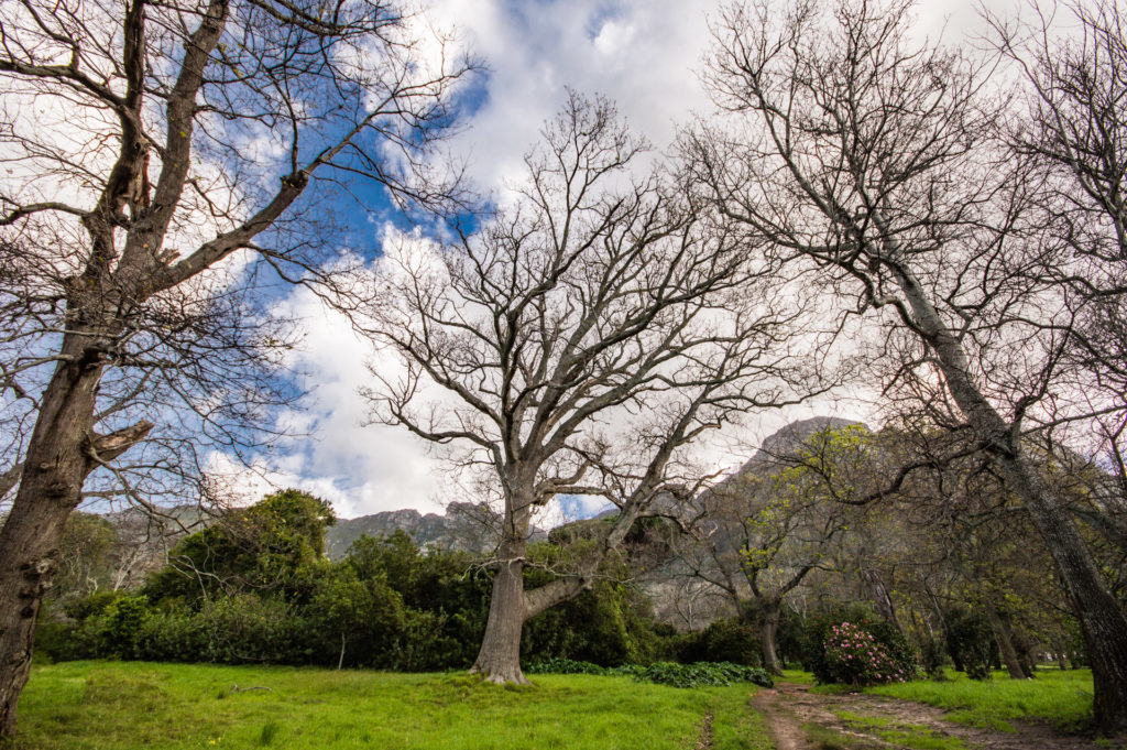 Boschenheuvel, Winter, bare, cloud, deciduous, landscape, oak, sky, tree, weather