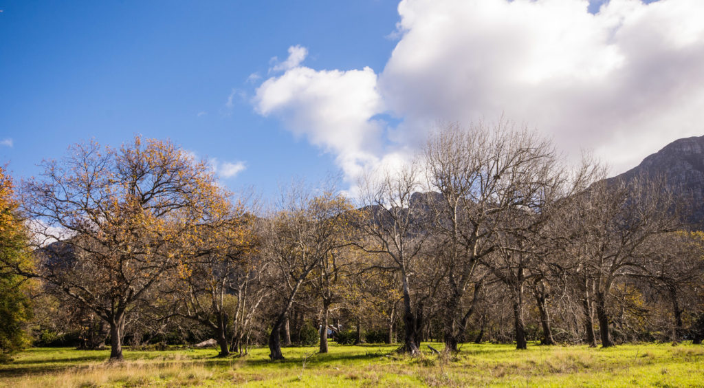 Autumn, Boschenheuvel, Winter, cloud, landscape, sky, tree, weather