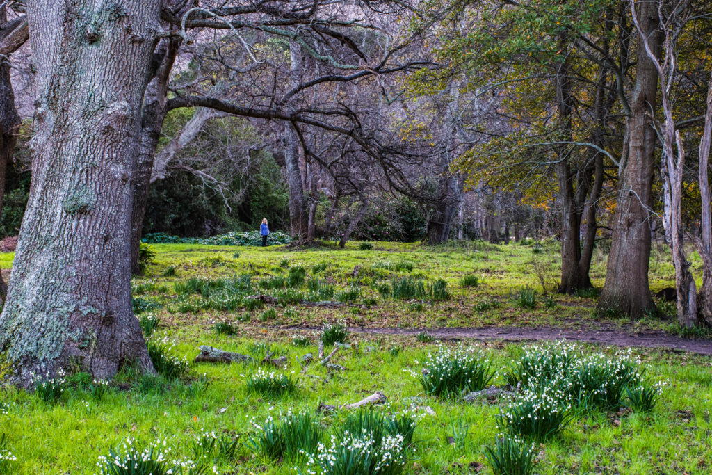 Boschenheuvel, Jeanne, flower, landscape, snowdrops, tree