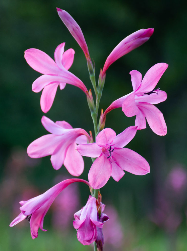 Boschenheuvel, Watsonia, bokeh, flower, mauve, pink, purple