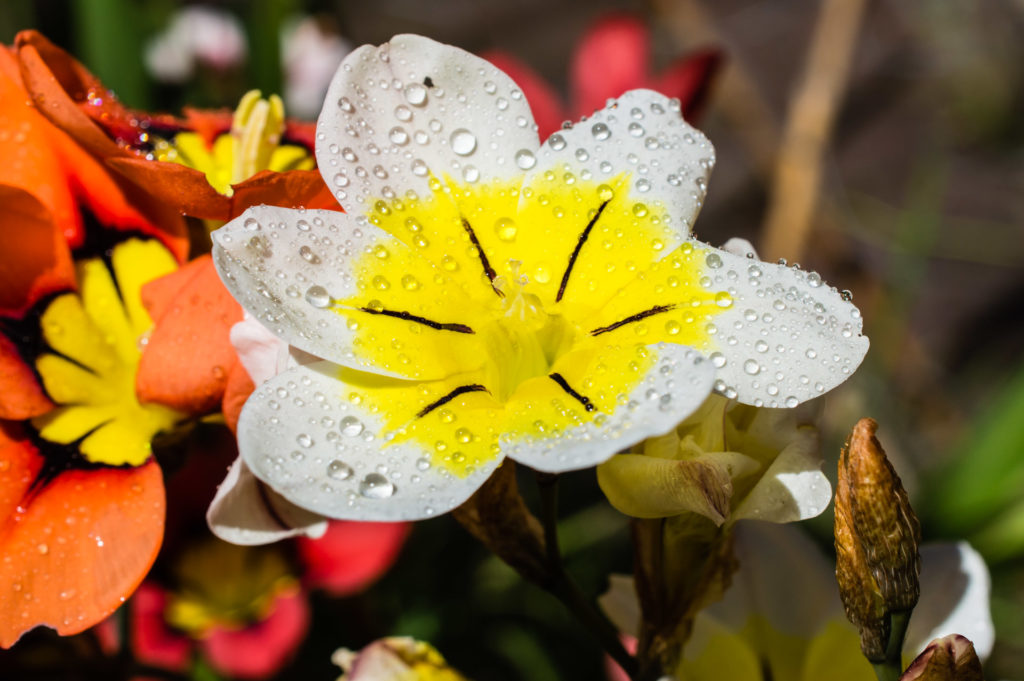 Sporaxis, bulb, flower, raindrops, weather, white, yellow