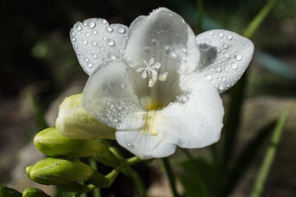 %IDENTIFY, bud, bulb, close-up, flower, macro, raindrops, weather, white