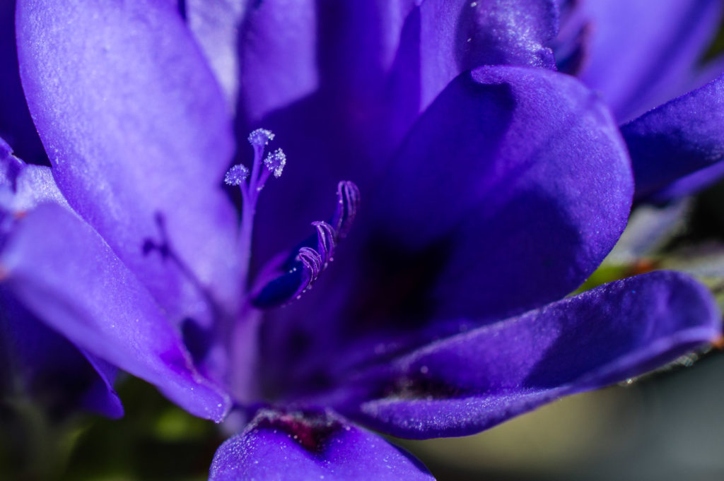 Babiana, Bobbejaantjie, blue, bulb, close-up, flower, macro