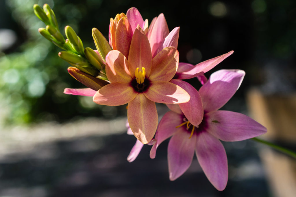 Ixia, bulb, flower, mauve, pink