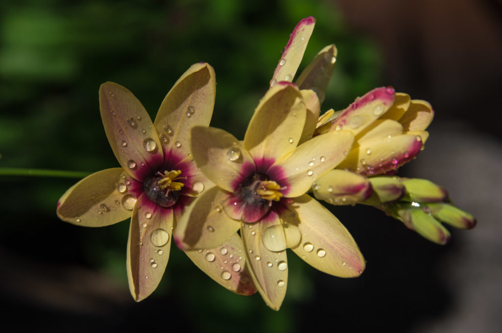 Ixia, bulb, flower, raindrops, red, weather, yellow