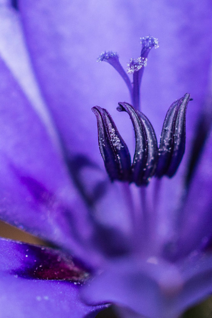 Babiana, Bobbejaantjie, blue, bulb, close-up, flower, macro