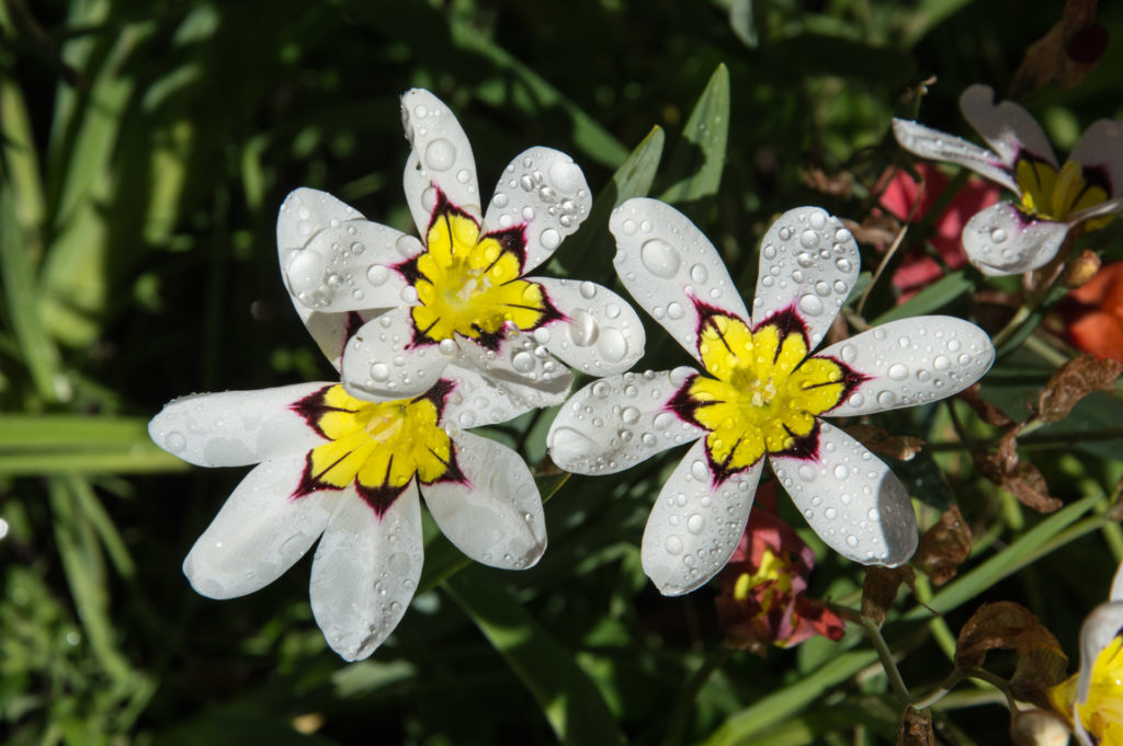 Sporaxis, bulb, flower, raindrops, weather, white, yellow