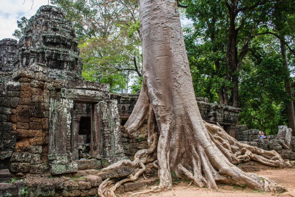 Angkor, Cambodia, Strangler fig, building, stone, temple, tree, wall