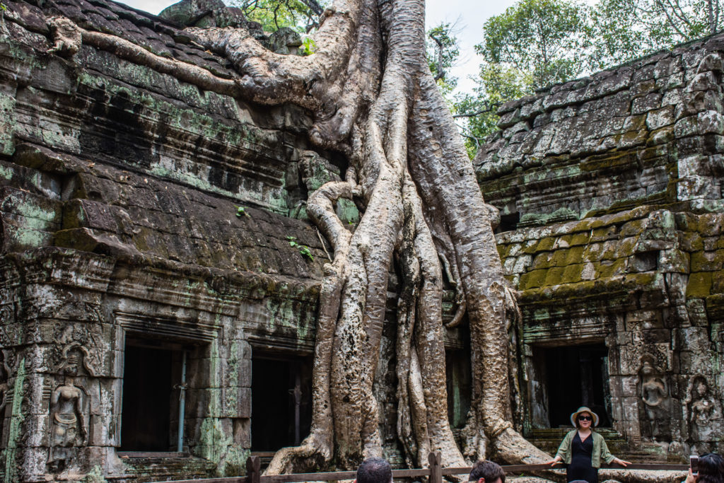 Angkor, Cambodia, Strangler fig, building, stone, temple, tree