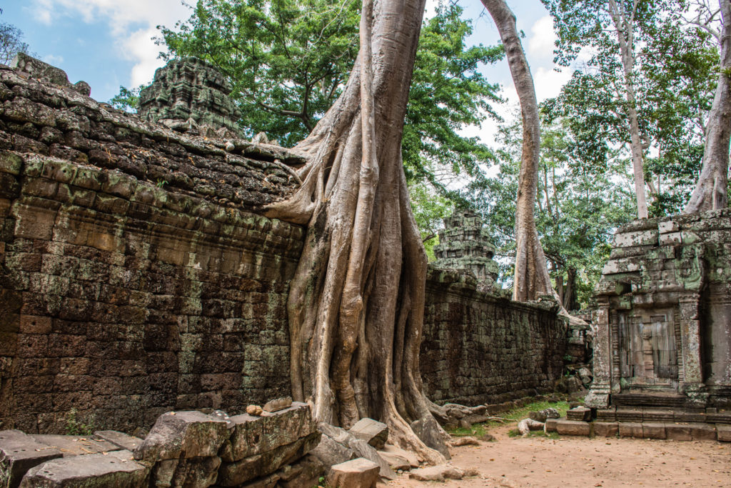 Angkor, Cambodia, Strangler fig, building, stone, tree, wall