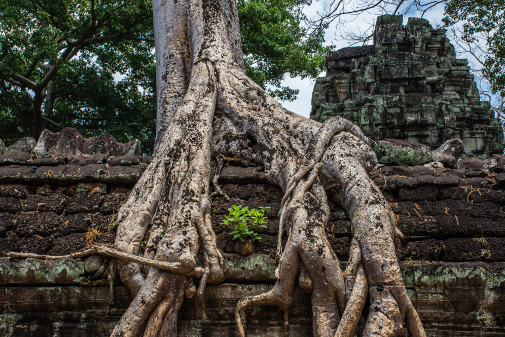 Angkor, Cambodia, Strangler fig, building, stone, tree, wall