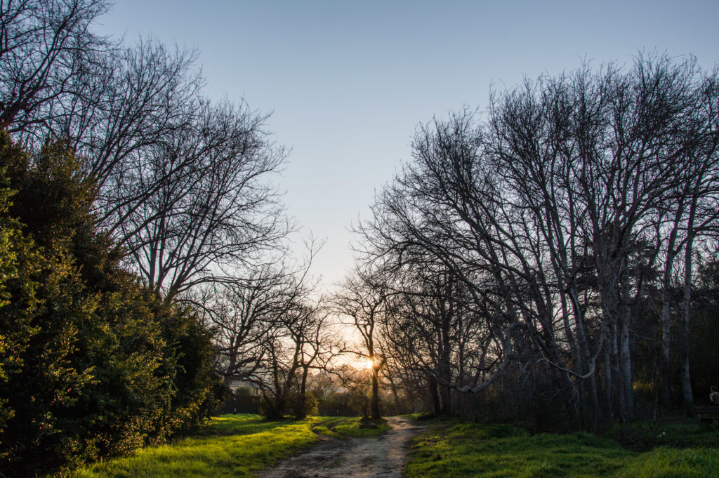 Crocodile River, Silverhurst Trail, Winter, landscape, sunset, tree, wide angle