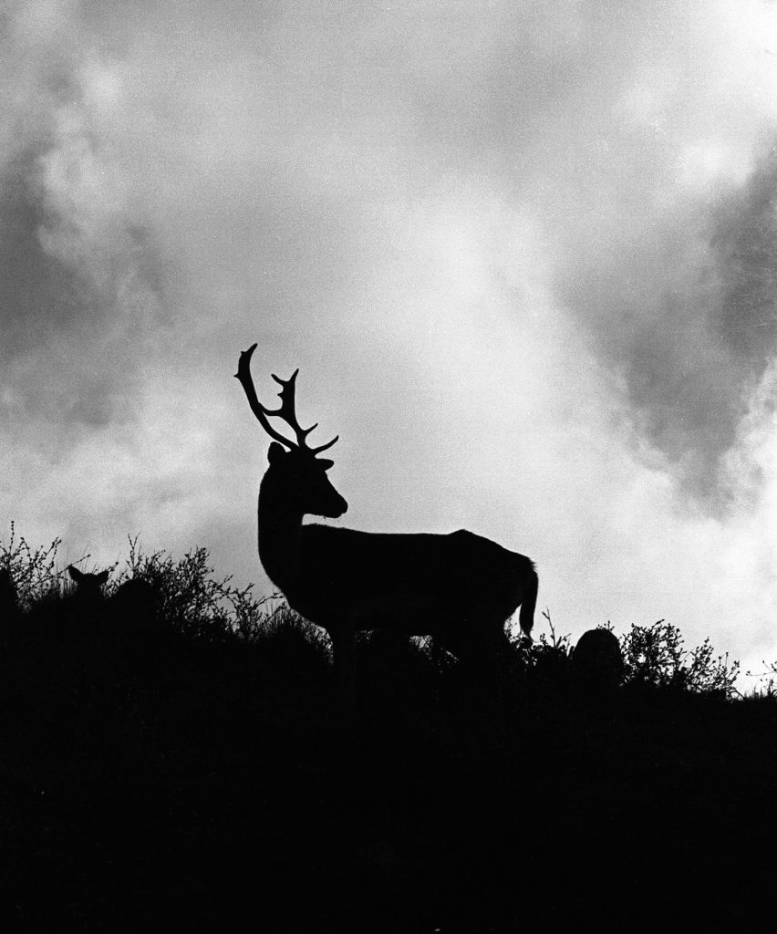 black & white, cloud, deer, monochrome, silhouette, weather