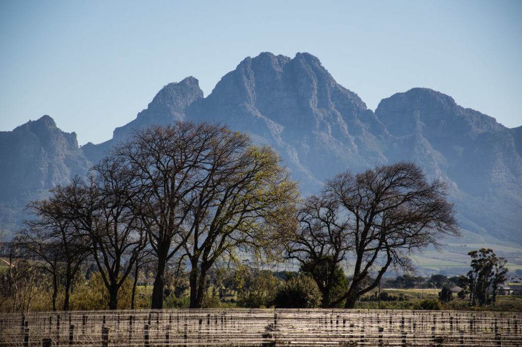 Franschhoek, landscape, mountain, tree, vineyard