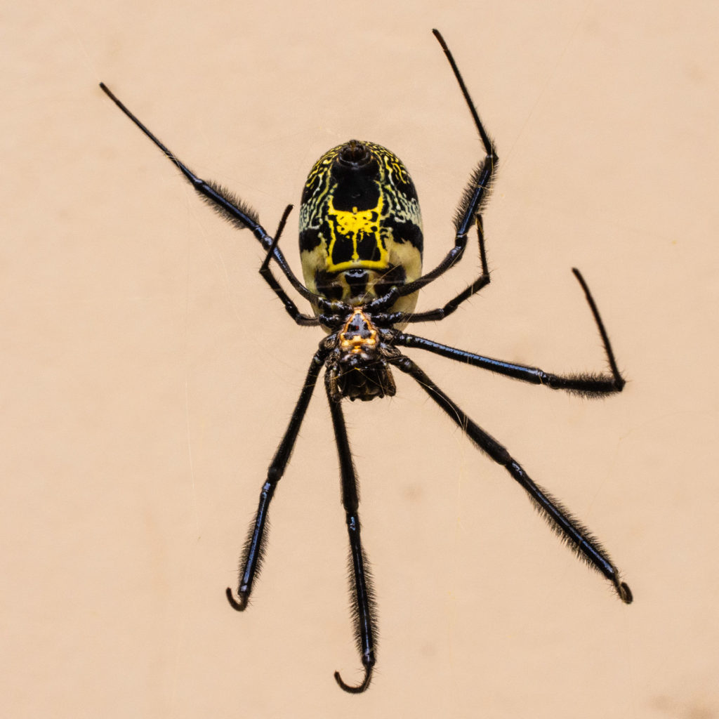 Golden Orb spider, insect, spider