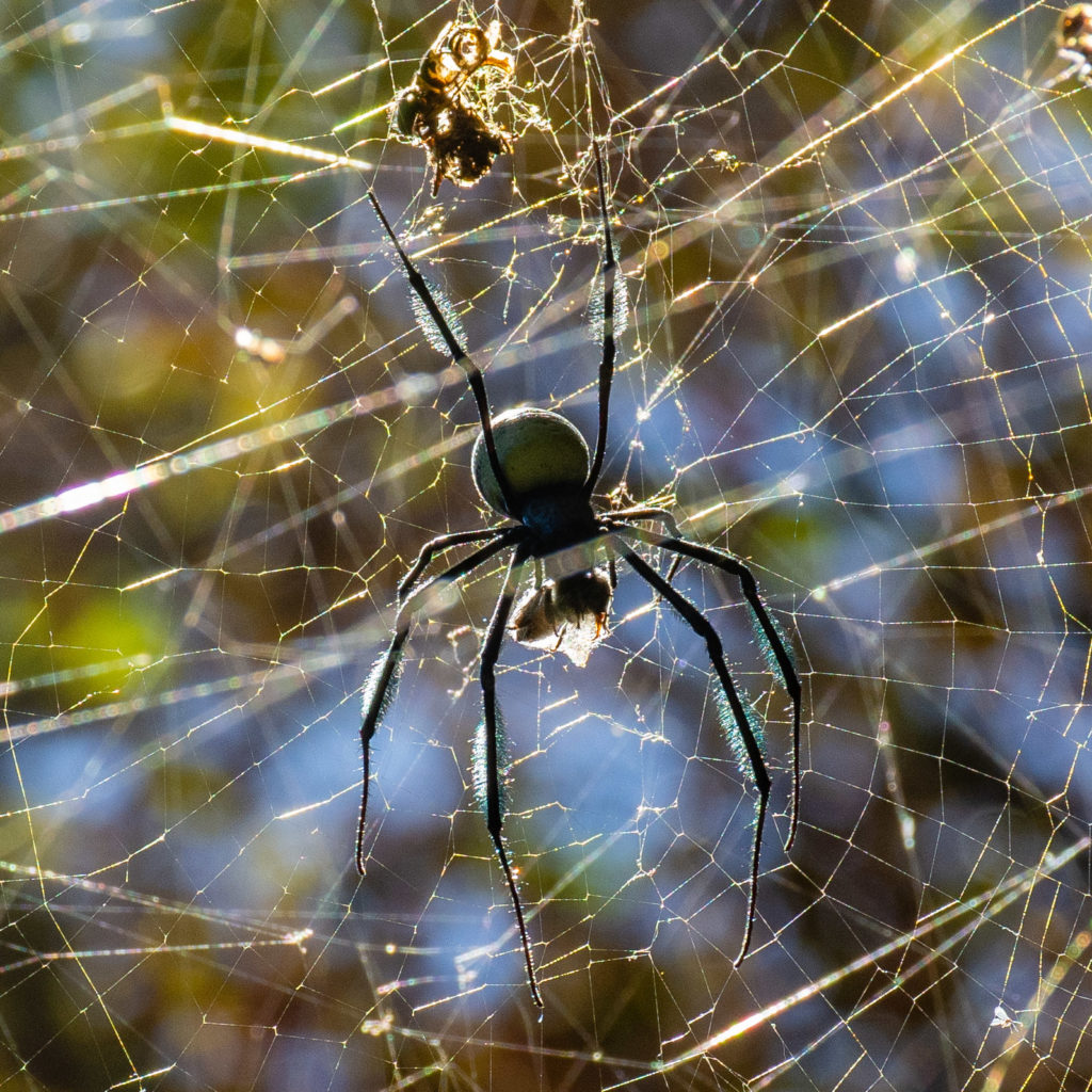 Golden Orb spider, insect, spider, web
