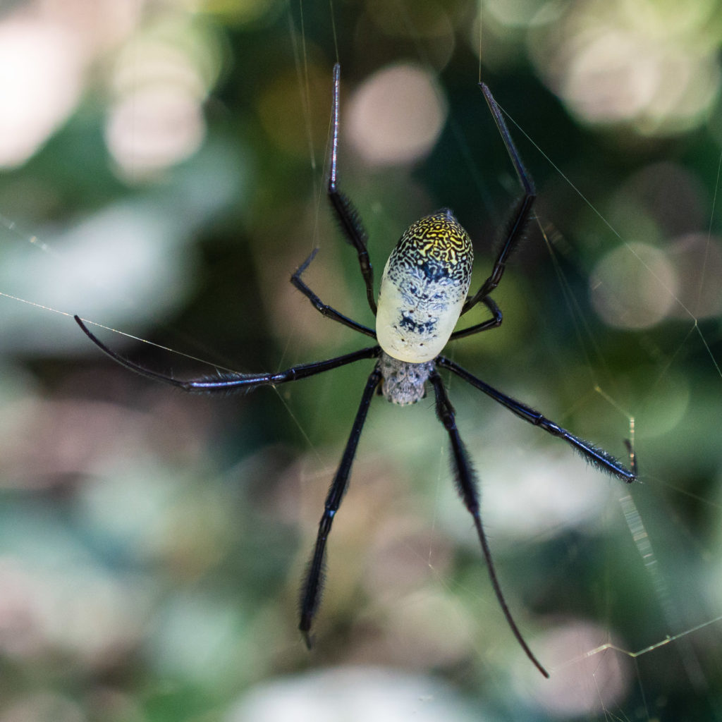Golden Orb spider, insect, spider, web