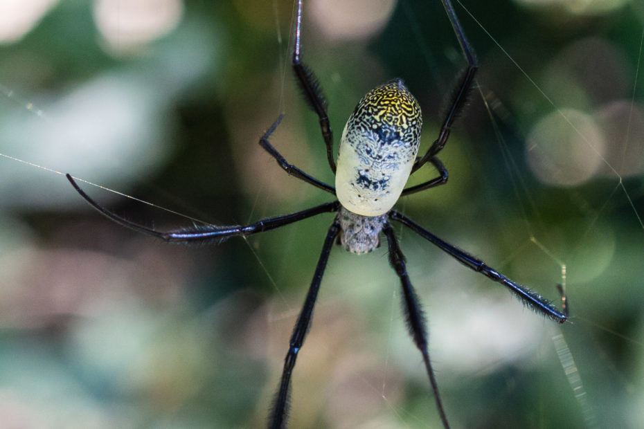 Golden Orb spider, insect, spider, web