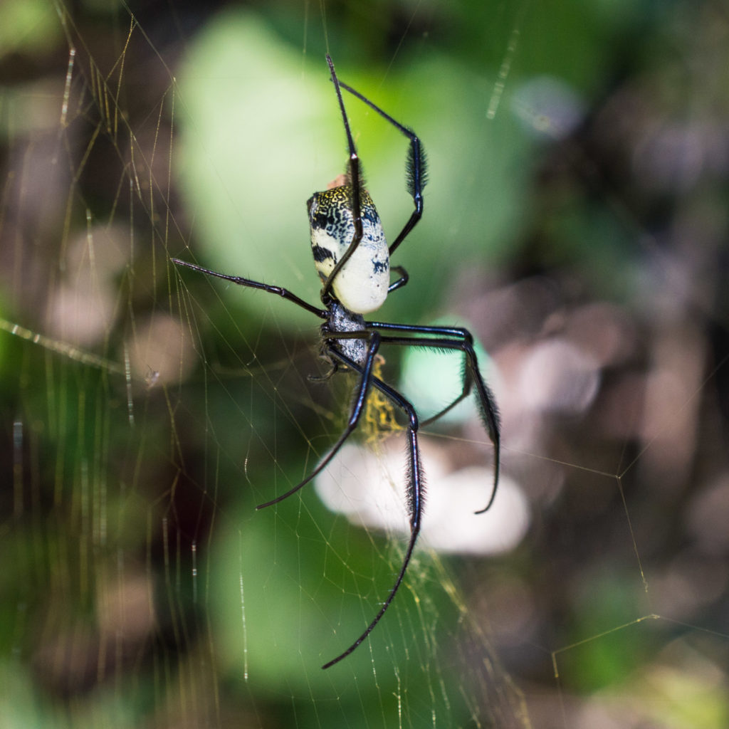 Golden Orb spider, insect, spider, web