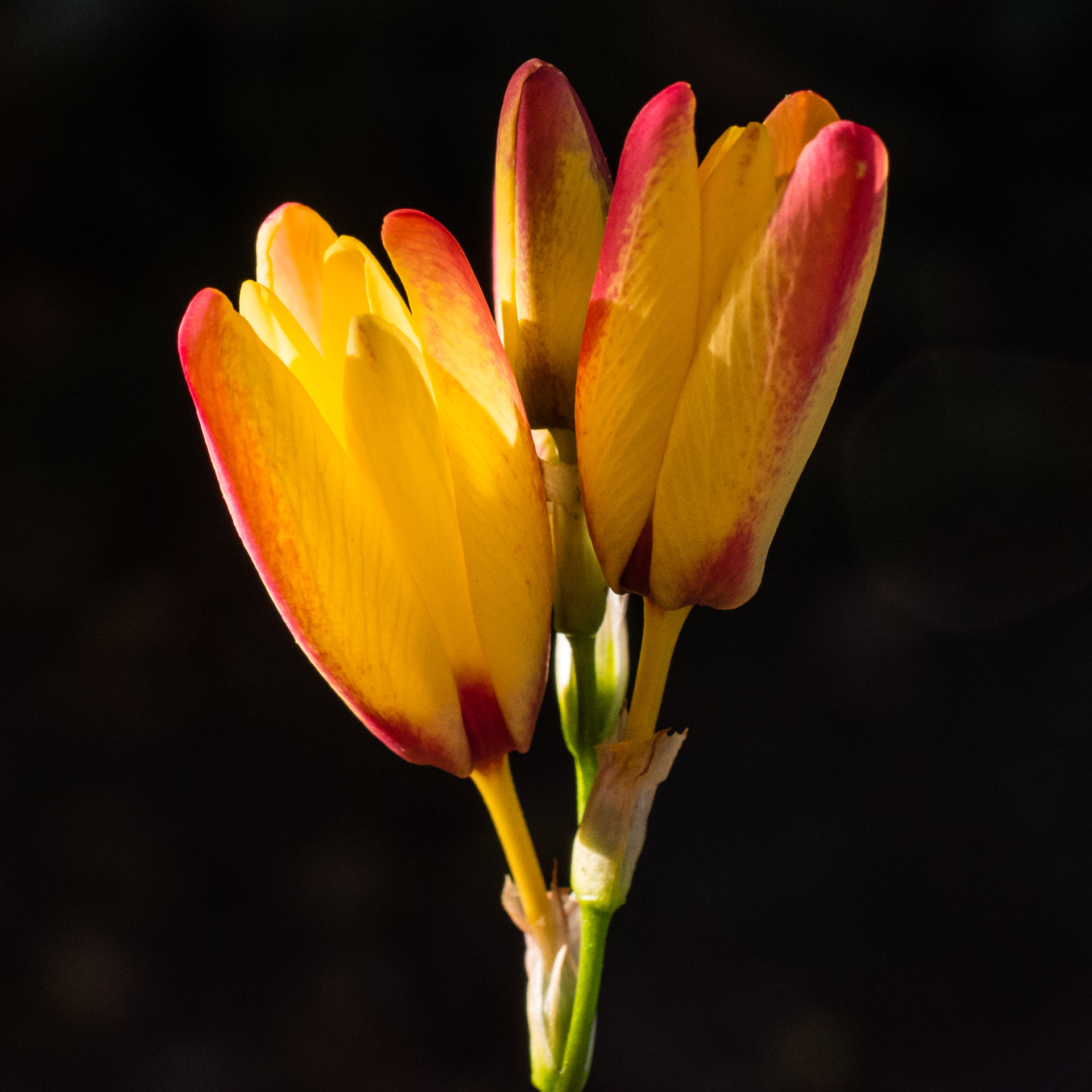 Ixia, bulb, close-up, flower, macro