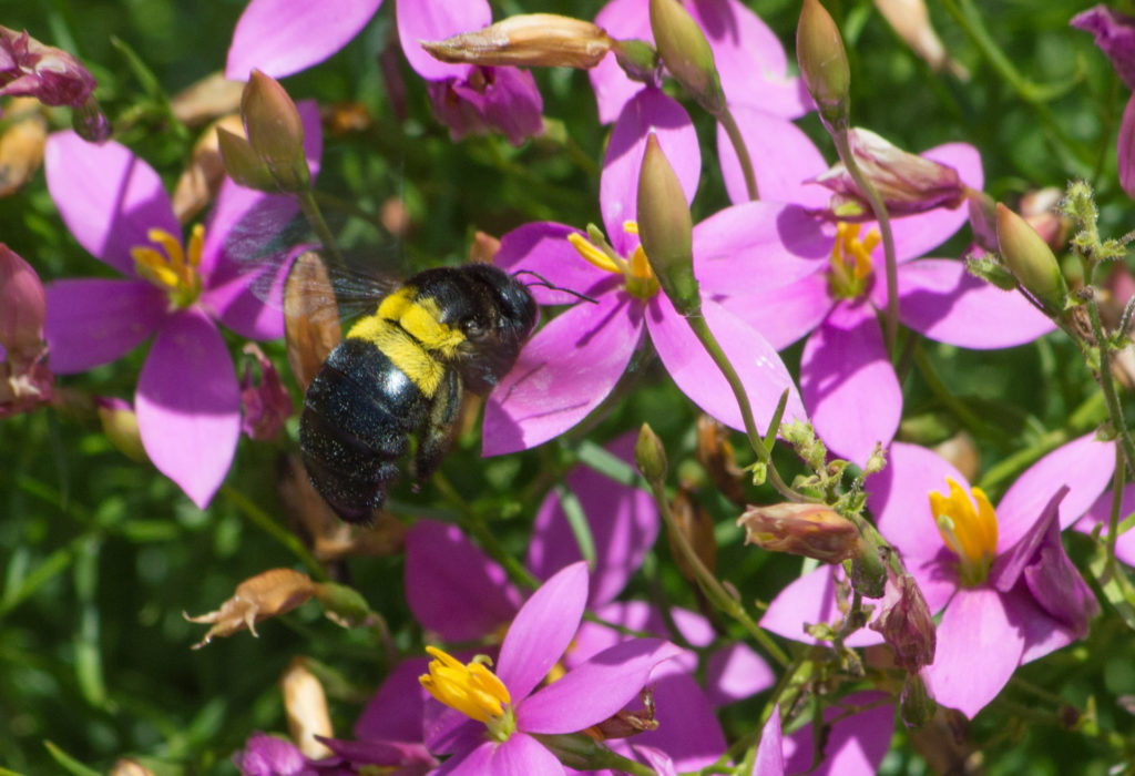 Bumblebee, Carpenter Bee, Kirstenbosch, bee, close-up, flower, insect, macro, purple, yellow