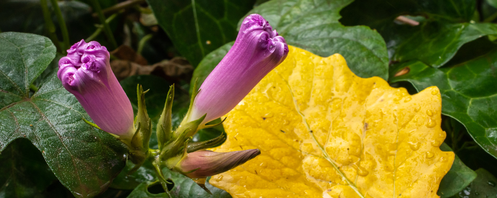 Klaasenbosch, Morning Glory, close-up, flower, leaf, macro, mauve, purple, yellow