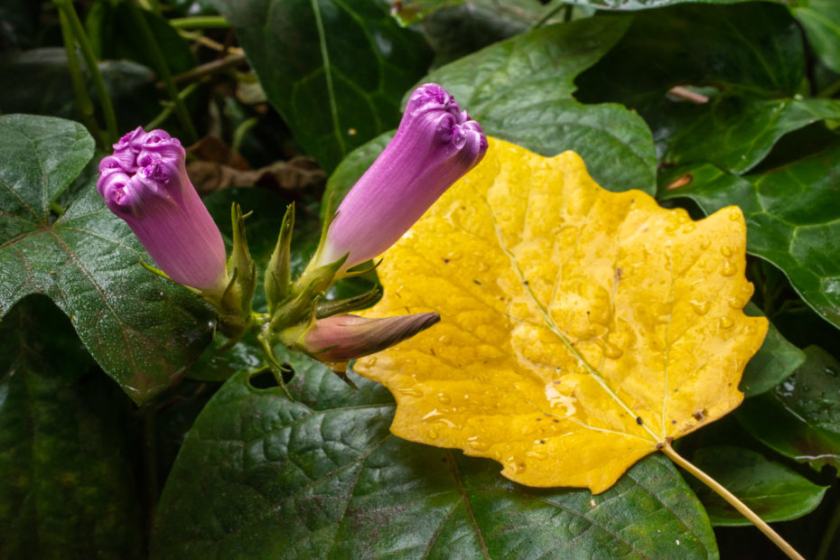 Klaasenbosch, Morning Glory, close-up, flower, leaf, macro, mauve, purple, yellow