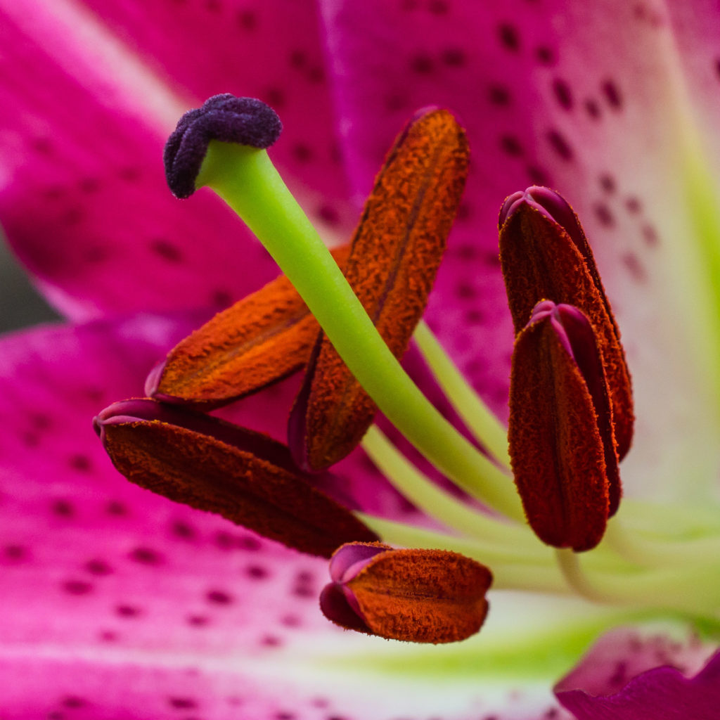 Lily, anther, close-up, flower, macro, pink, pistil, red, stamen, stigma