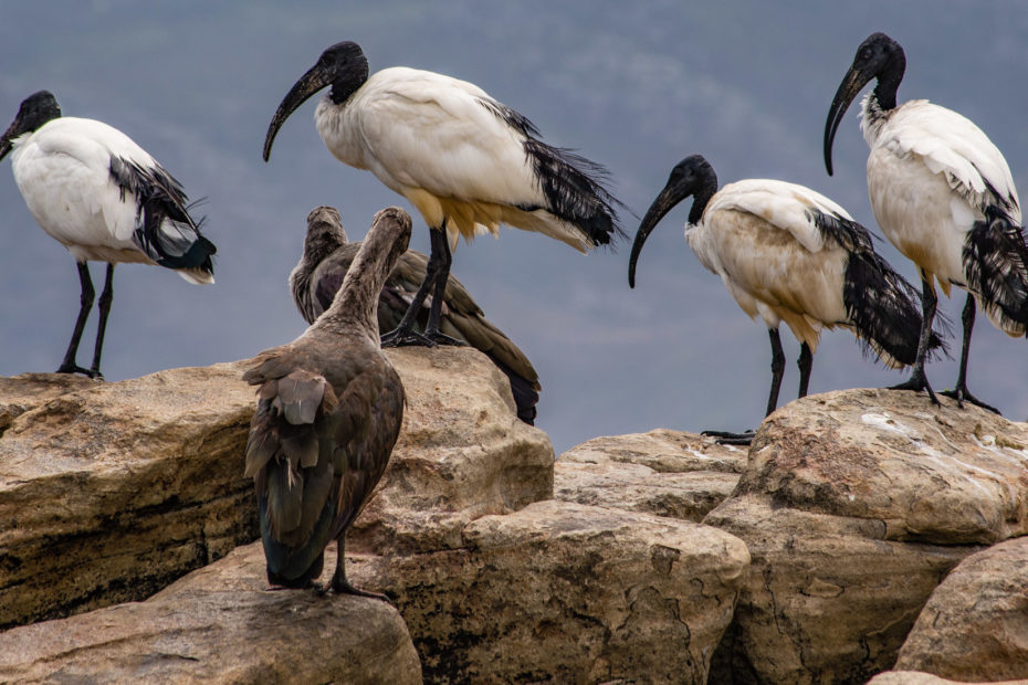 Kommetjie, Long Beach, Sacred Ibis, bird, rock, telephoto