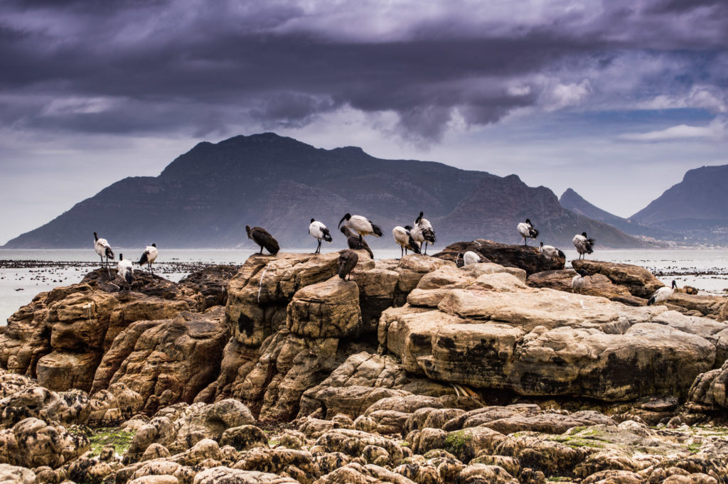 Kommetjie, Long Beach, Sacred Ibis, bird, cloud, mountain, rock, sea, seascape, sky, weather