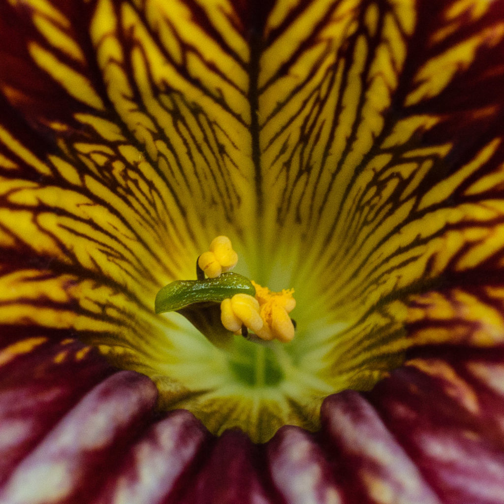 Salpiglossis, anther, flower, multicoloured, pink, red, stamen, stigma, yellow
