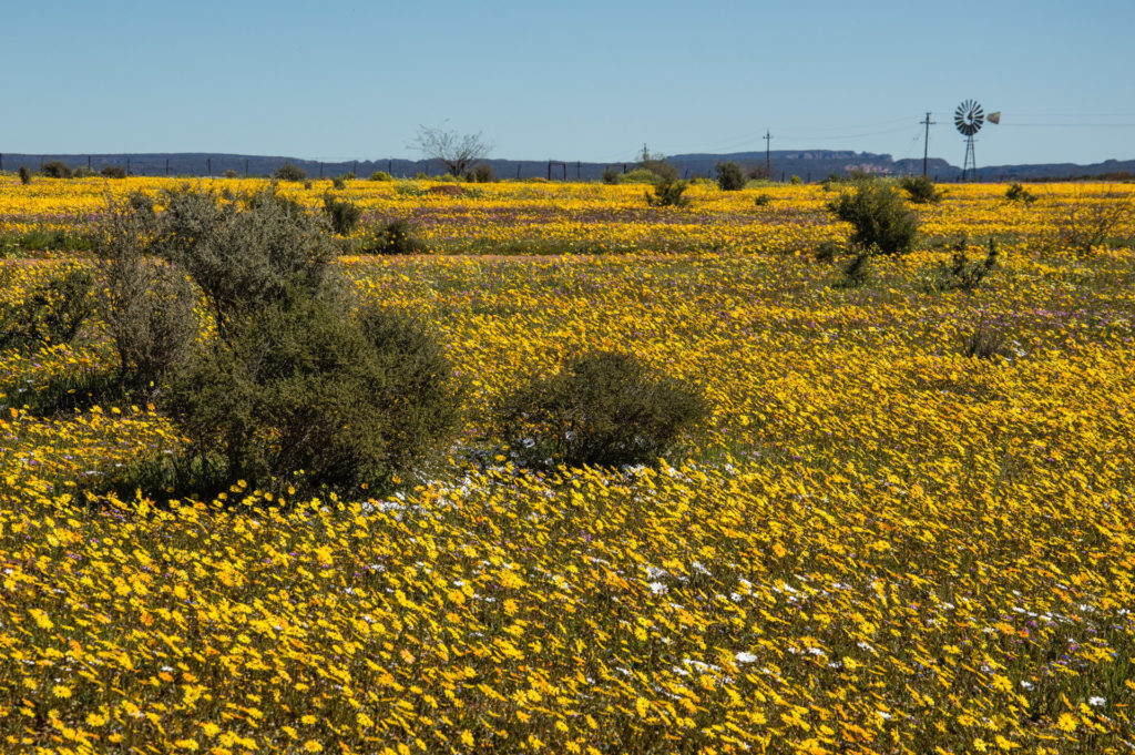Daisy, Matjiesfontein farm, Nieuwoudtville, field, flower, landscape, orange, windmill, yellow