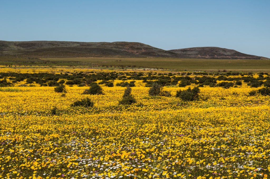 Daisy, Matjiesfontein farm, Nieuwoudtville, field, flower, landscape, orange