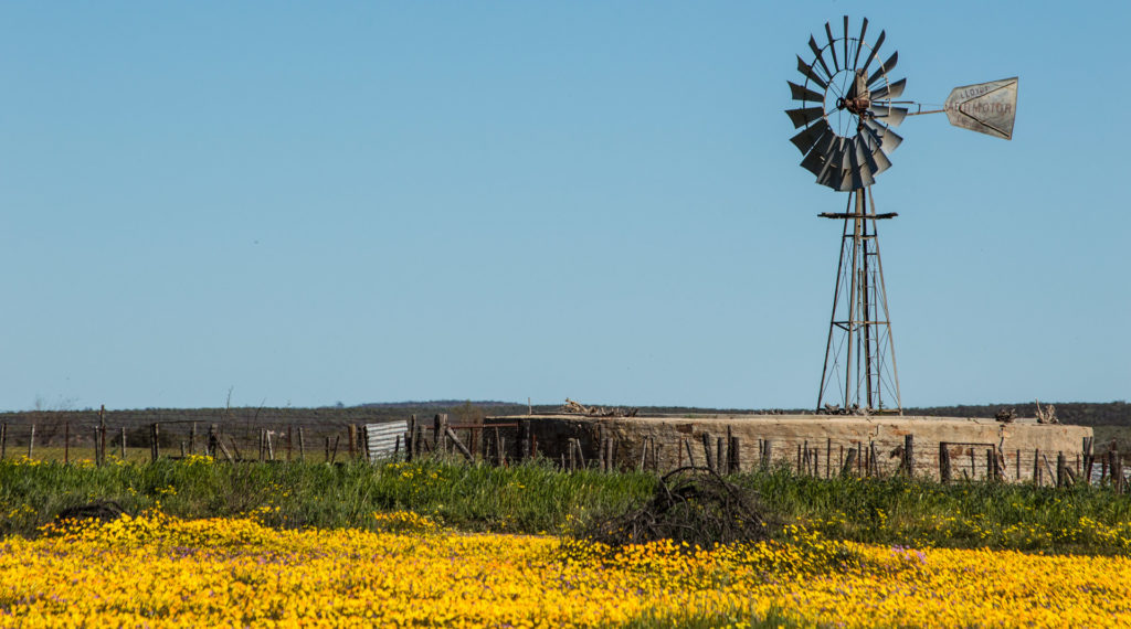 Daisy, Matjiesfontein farm, Nieuwoudtville, building, field, flower, landscape, orange, windmill, yellow