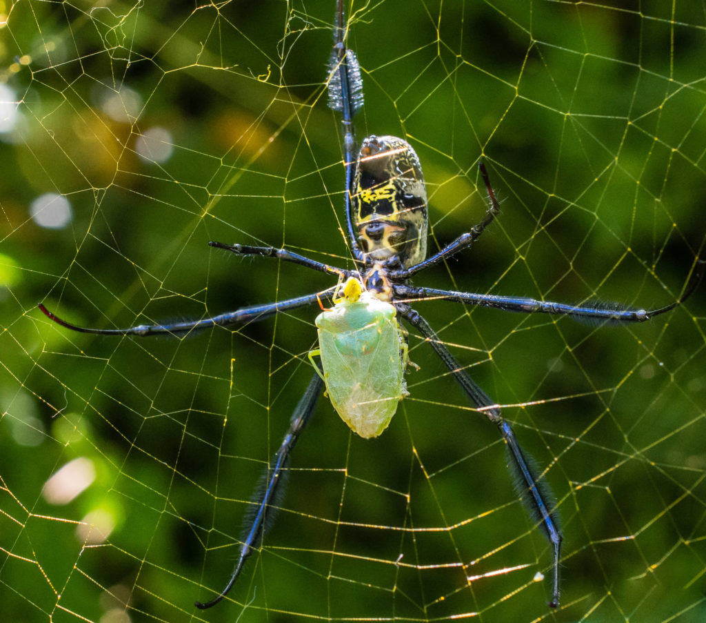 Golden Orb spider, insect, prey, shield bug, spider, web