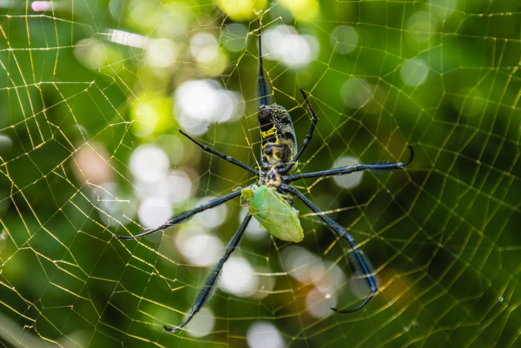 Golden Orb spider, insect, prey, shield bug, spider, web
