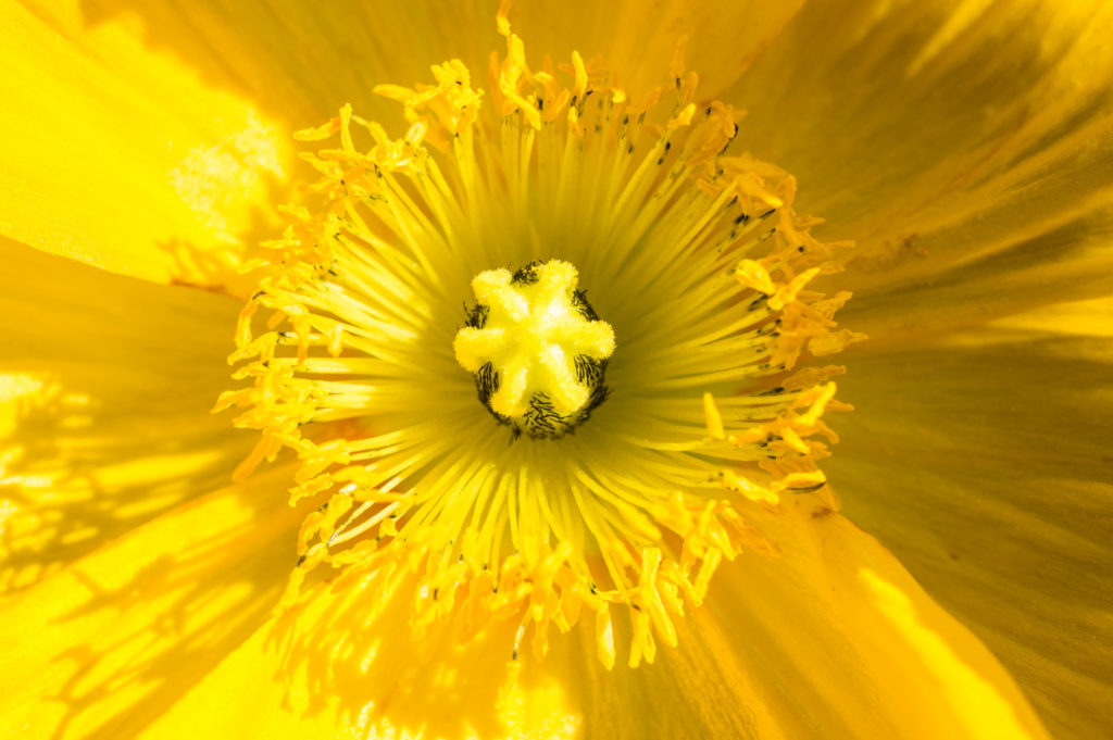 close-up, flower, macro, poppy, yellow