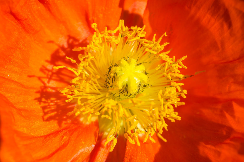close-up, flower, macro, orange, poppy
