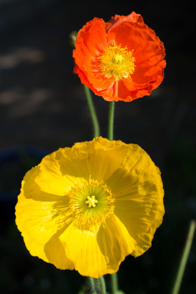 flower, orange, poppy, yellow