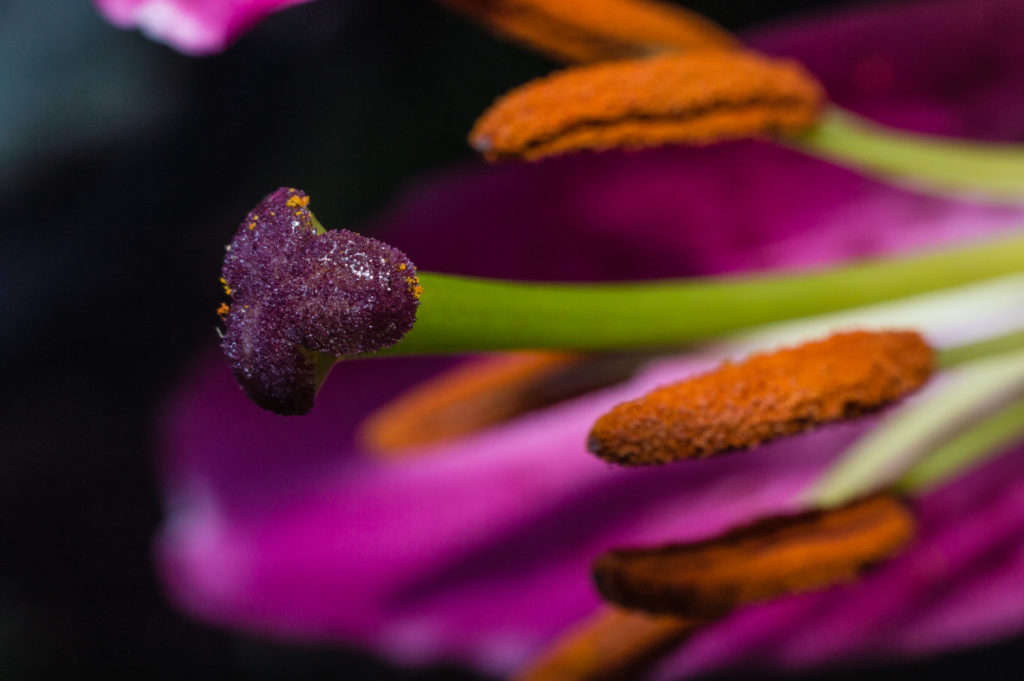 Lily, anther, close-up, flower, macro, pink, pistil, pollen, red, stamen, stigma