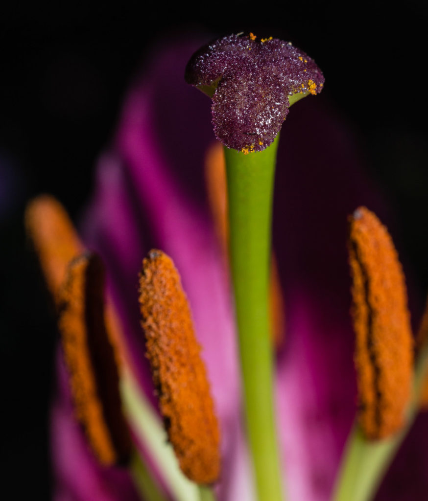 Lily, anther, close-up, flower, macro, pink, pistil, pollen, red, stamen, stigma