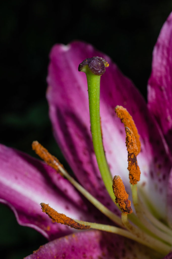 Lily, anther, close-up, flower, macro, pink, pistil, pollen, red, stamen, stigma