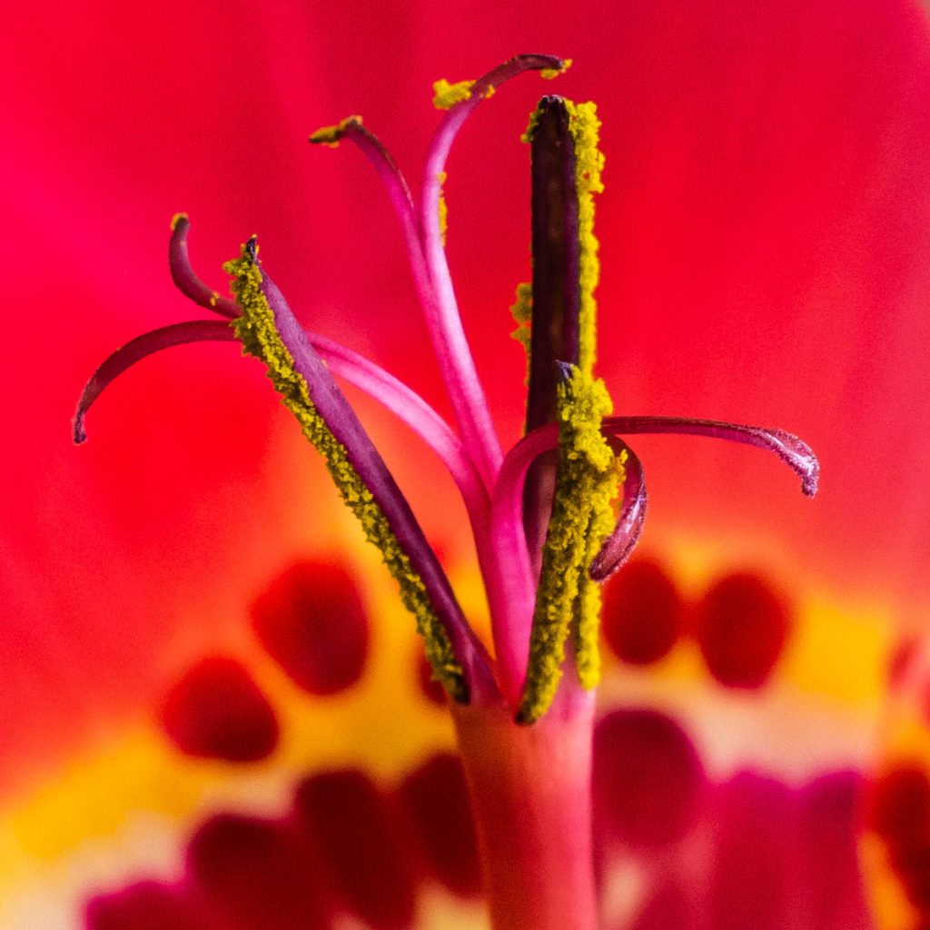 Tigridia, anther, close-up, flower, macro, pistil, red, stamen, stigma