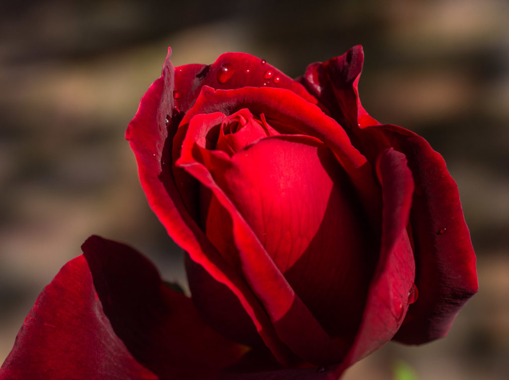 flower, red, rose